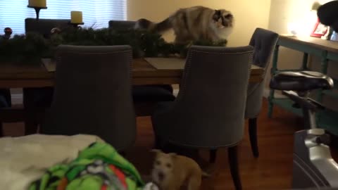 What happens when a dog meets a cat for the first time?