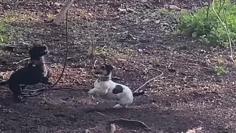 3 Dogs Trying to Jump Up at the Rope Swing and Chew It