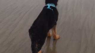 Puppy German Shepherd Runs Away From Waves