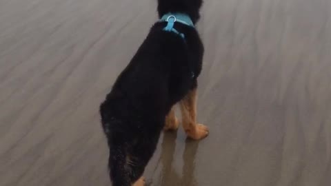 Puppy German Shepherd Runs Away From Waves