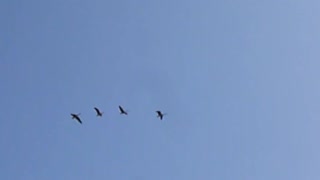 Geese fly over as airplane flies nearby.