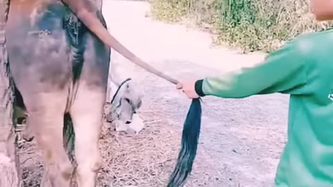 Rescue Cow Stuck To Branches