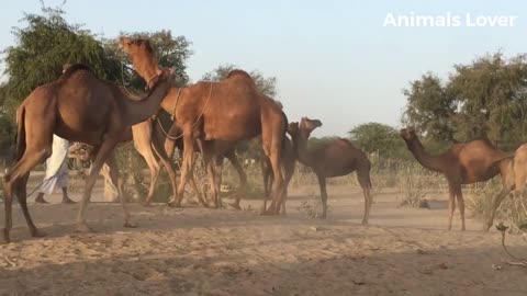 Camels Fast Running In Desert Area _ Beautiful camel in Pakistan