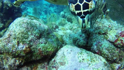 Tortuga marina en peligro de extinción brinda a buzo una experiencia inolvidable
