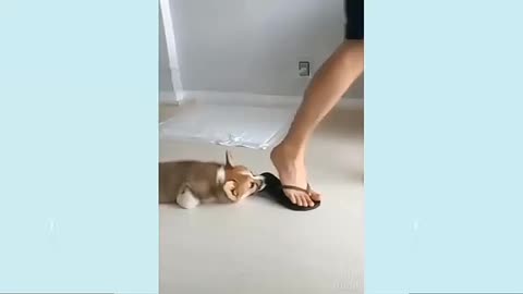 Dog video funny🤣🤣🤣 9