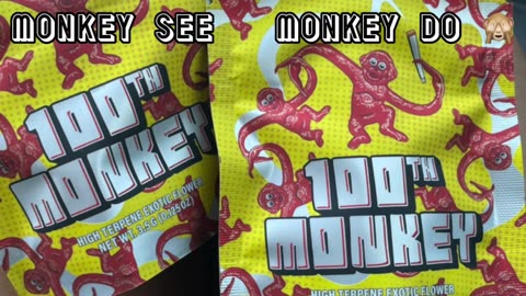 Monkey See Monkey Do 🙈