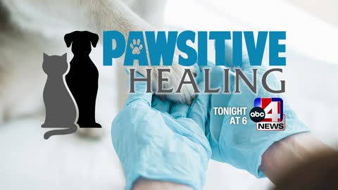 Pawsitive Healing