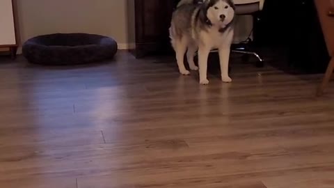 Husky throws a tantrum because her brothers go outside before she does!