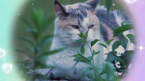 A cat is licking her hand in a wonderful way. A cat is sleeping in the weeds