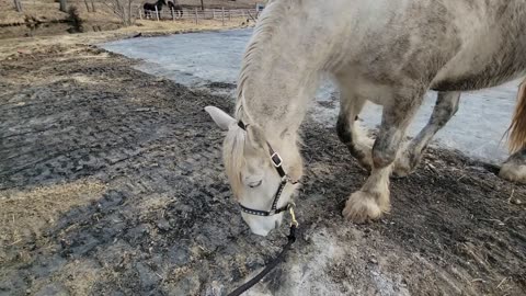 Horse checking out barn after fire