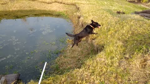 A dog playing in front of the pond !!