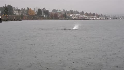 Sea Lions Put on a Show for Crab Fishers