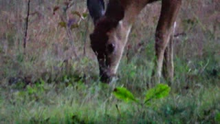 Fawn Deer