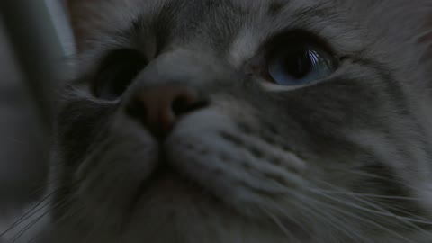 Closeup of Cat UHD