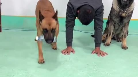 #dogstraining#mantraindogs#funnydogs#dogsvideo