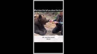 Bear Knows Best: Fast Food Fiasco! 🐻🍔