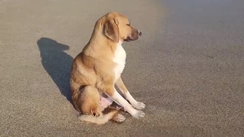 Cute tired street dog sitting at the beach of Alanya