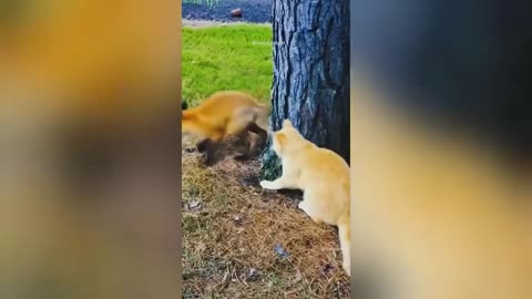 Funny Animal Videos 2023 🥰 - Funniest Dogs and Cats Videos 😁 #6