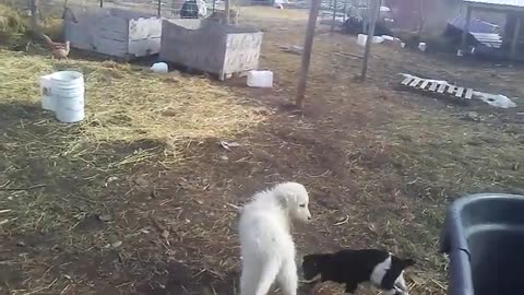Sheepdog puppy and baby goat frolicking