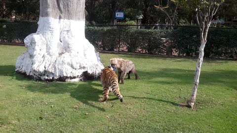 Young Tiger And Hyena Adorably Play Together