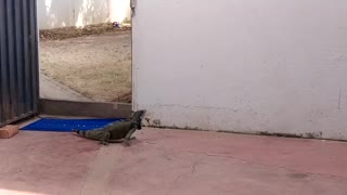 Iguana in the house