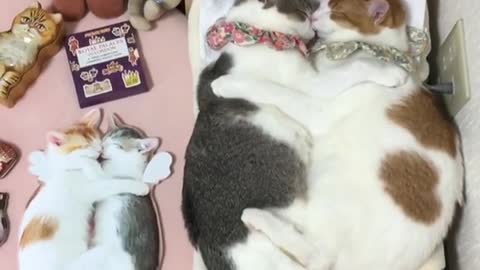 Two cats are sleeping