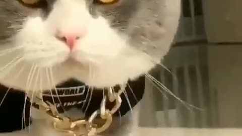Here's the video of cat makes your day