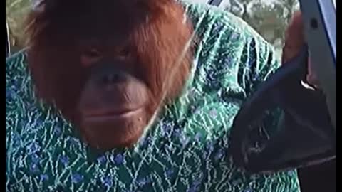 Oh, my God. Orangutans can drive?