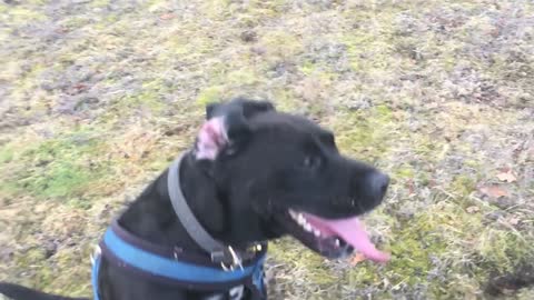 DOG WITH MASSIVE TONGUE JUMPING IN SLOW MO