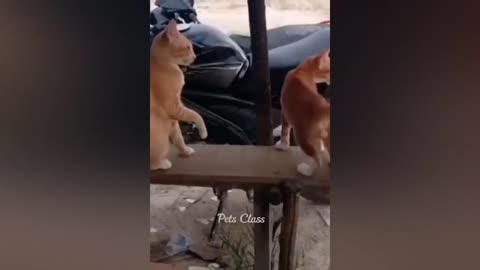 funny dogs vs cats