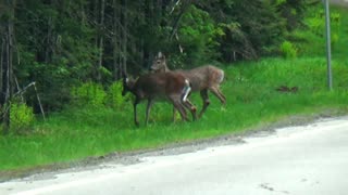 White-tailed deer