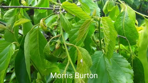 American persimmon Morris Burton has some flowers open now 🤩