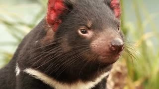 How Fearless The Tasmanian Devils Is!