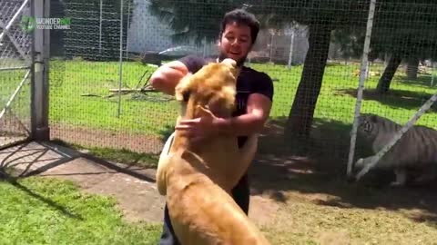 Lioness Sees Her Old Trainer After Years Of Being Apart, Her Reaction Is Incredible