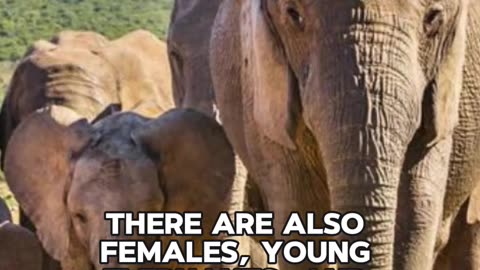 3 Interesting Facts About Elephants That You Need To Know #facts #factsshorts #elephants