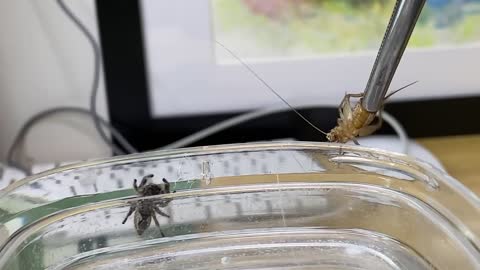 Feeding my ADORABLE jumping spiders! Phidippus regius Update-12
