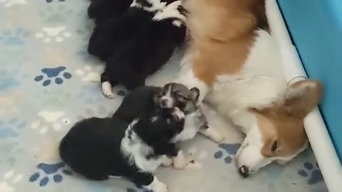 Look at these Beautiful puppies feeding with their mother. THIS IS ABSOLUTELY AMAZING !!