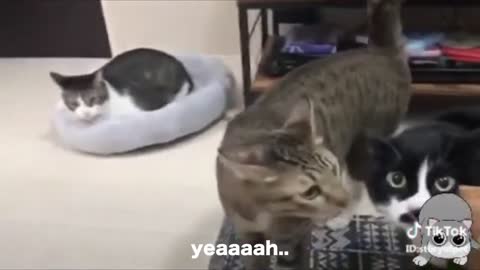 These cats speak better than hoomanz