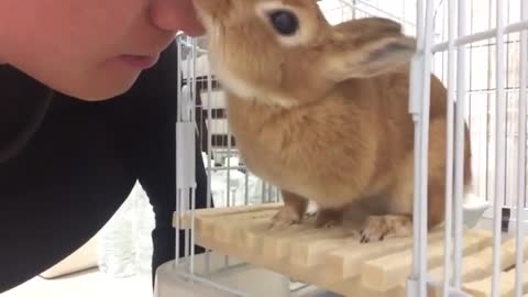 So express love this is a lovely ❗ ️ face lick the rabbit 🐰