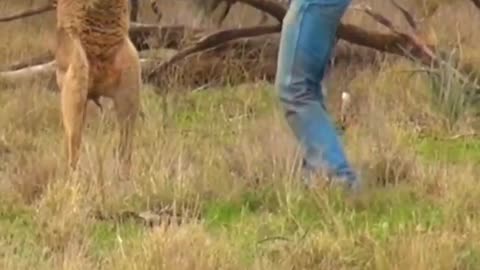 Man Rescues Dog From Fierce Kangaroo