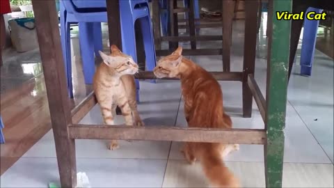 Cats Fighting and Meowing - These Two are Bloody Brothers _ Viral Cat