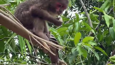 #babymonkey #Animal #Animalht #monkeys #animallovers❤️ #cocakamonkey animals #viral #monkey #cute_2