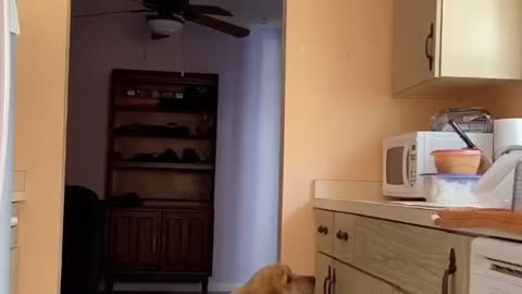 Curious dog trying to steel food