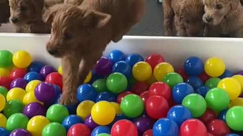 puppy ball pit