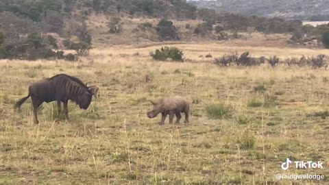 Baby Rhino playfully charges wildebeest before running back to mum