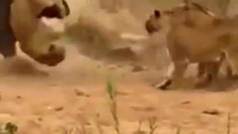 Bull v/s lion Fight