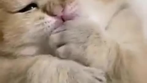 cute cat