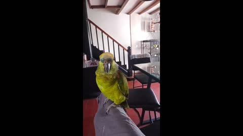 Parrot shows off epic opera singing skills