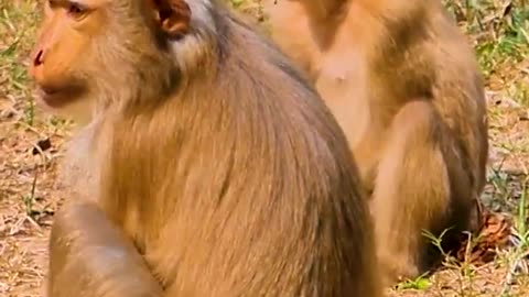 Funny monkey playing 😂