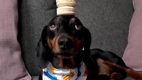 Harlso the Dachshund Balancing Macaroons on top of His Head